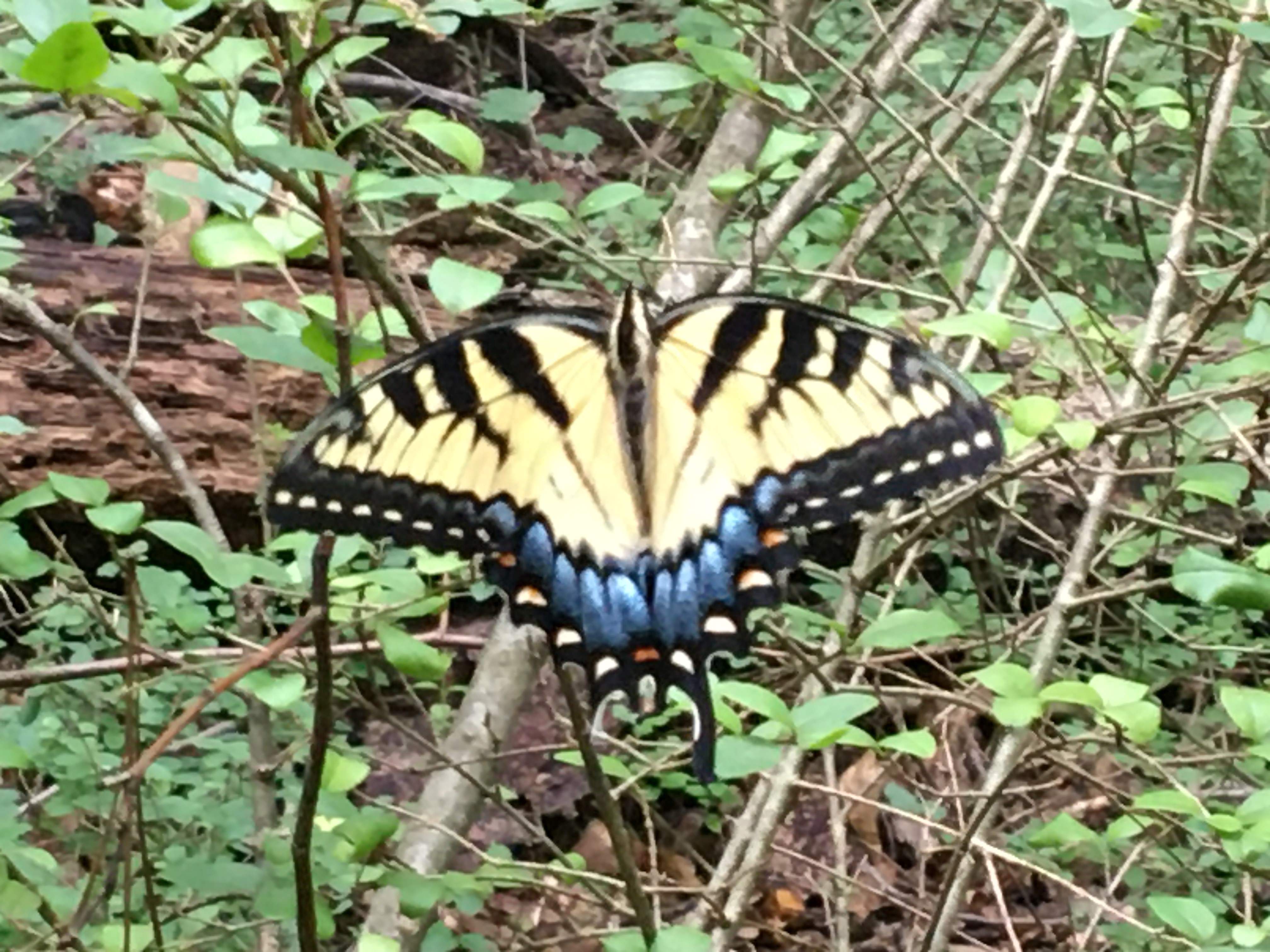 butterfly